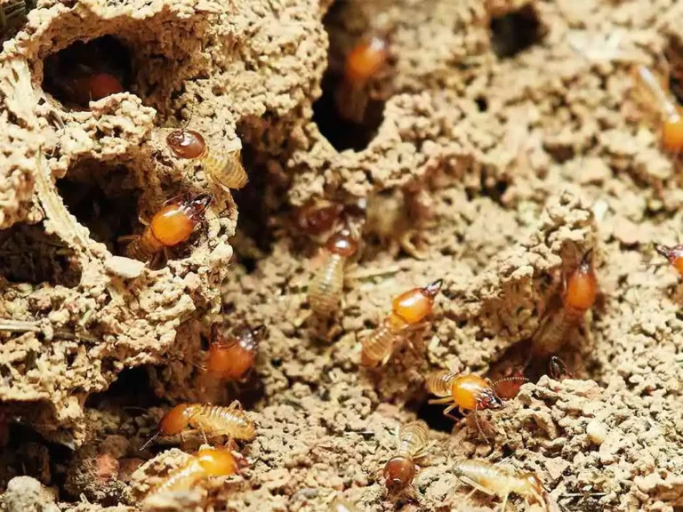 How to prevent termites in presswood pallets